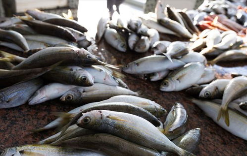 豬價重挫引發連鎖反應 豬肉、雞蛋、魚價齊跌，農產品市場迎來調整期