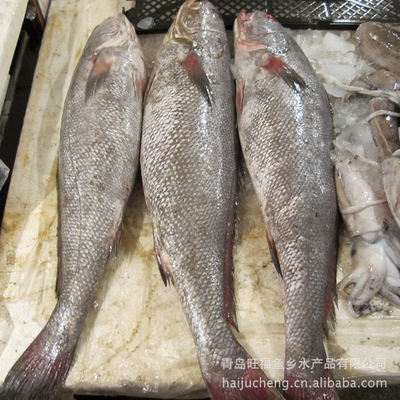 青島旺福魚鄉 廠家直銷批發，海產鰲魚品質卓越